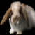 Conigli: i coniglietti nani e i conigli giganti